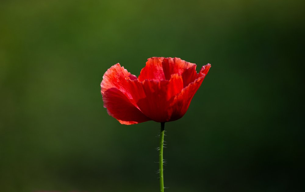 Photograph by Shubhomoy Paul