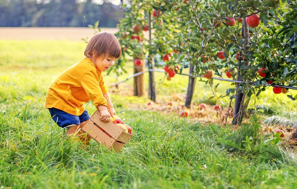 Harvesting apples