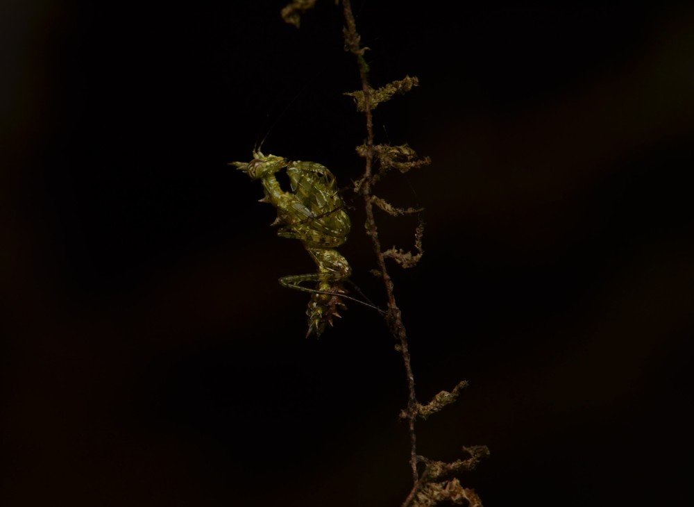 Moss mantis nymph reaching it's goal
