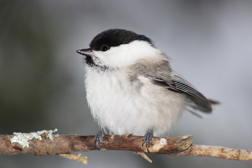 Буроголовая гаичка