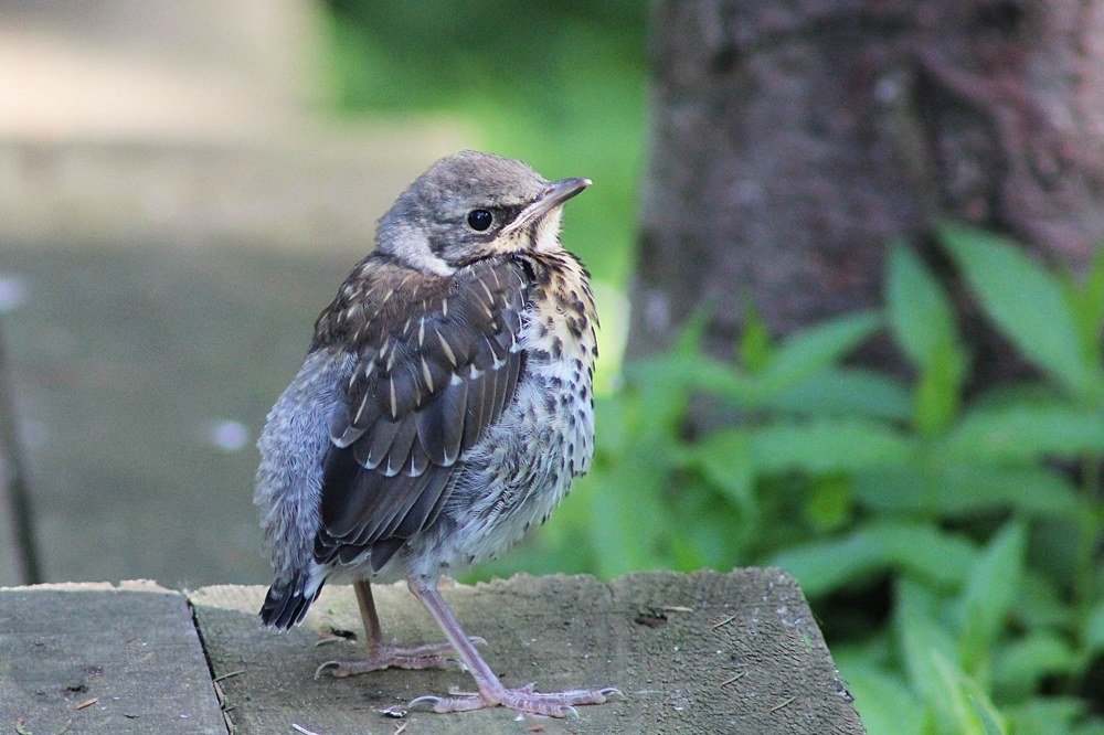 Слёток дрозда рябинника