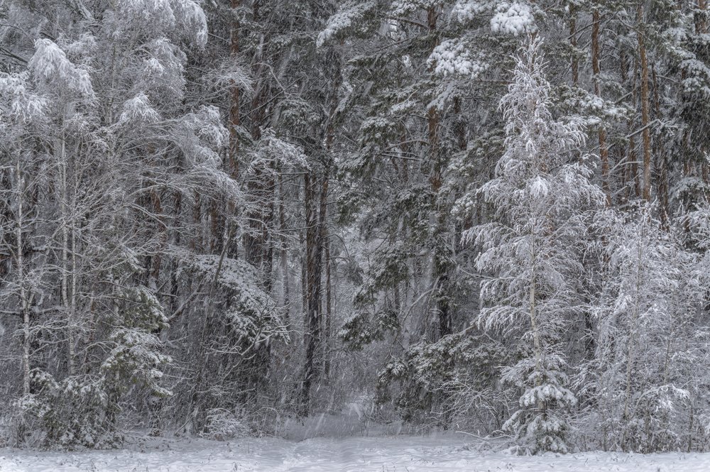 Снег,снег,снег...