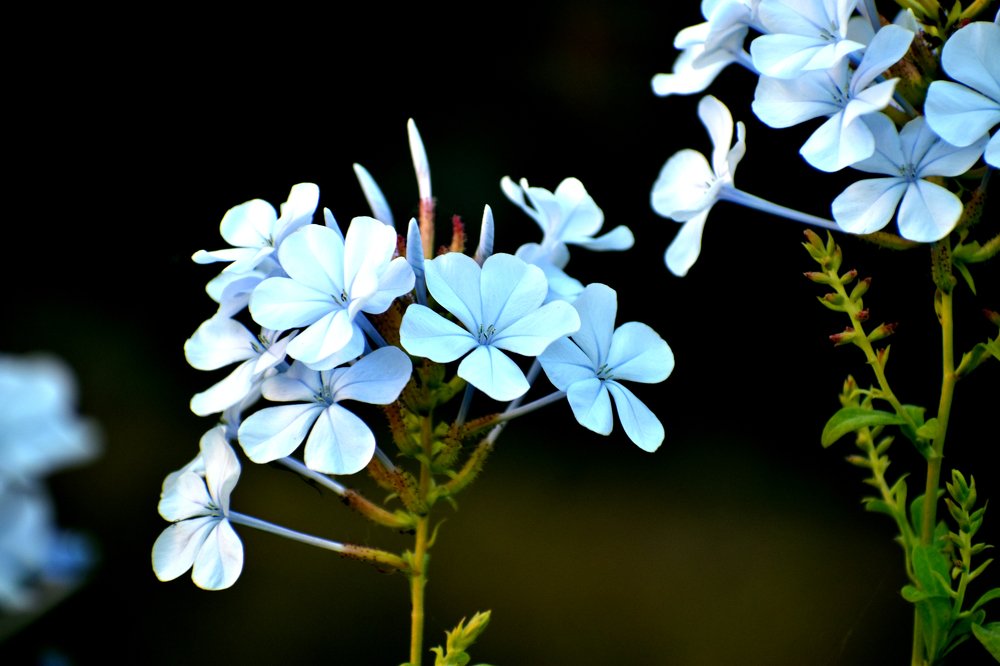 Blue Orchid adorable flowers