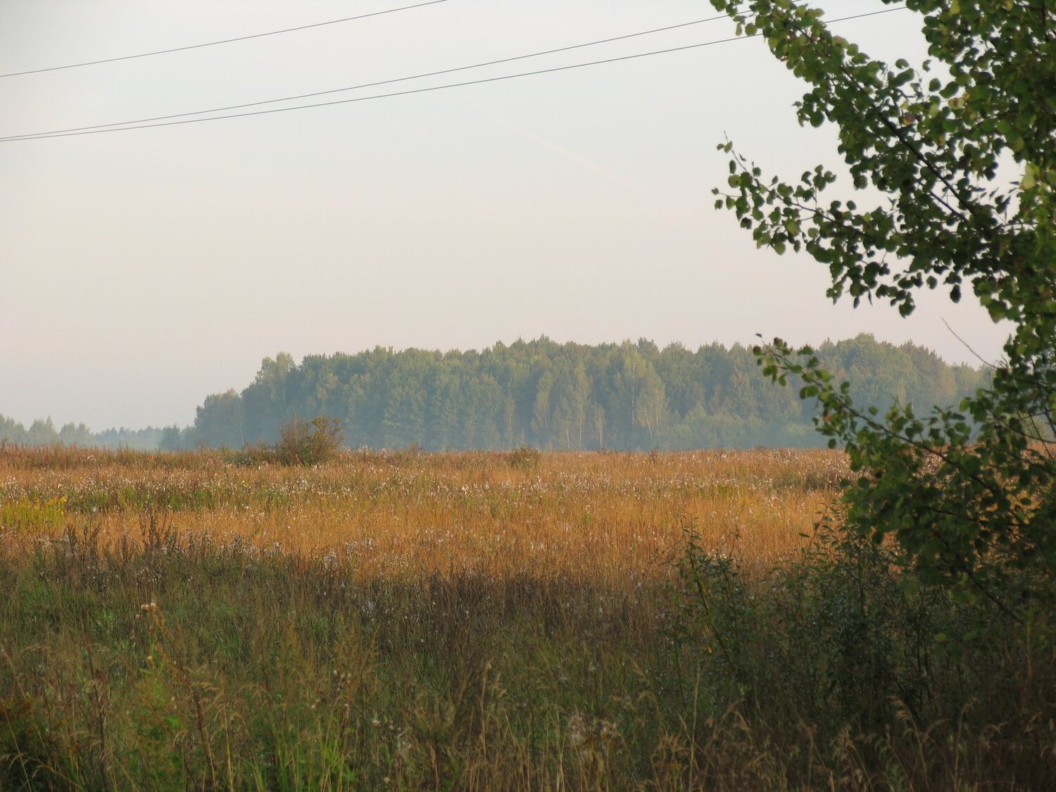Грибной лесок