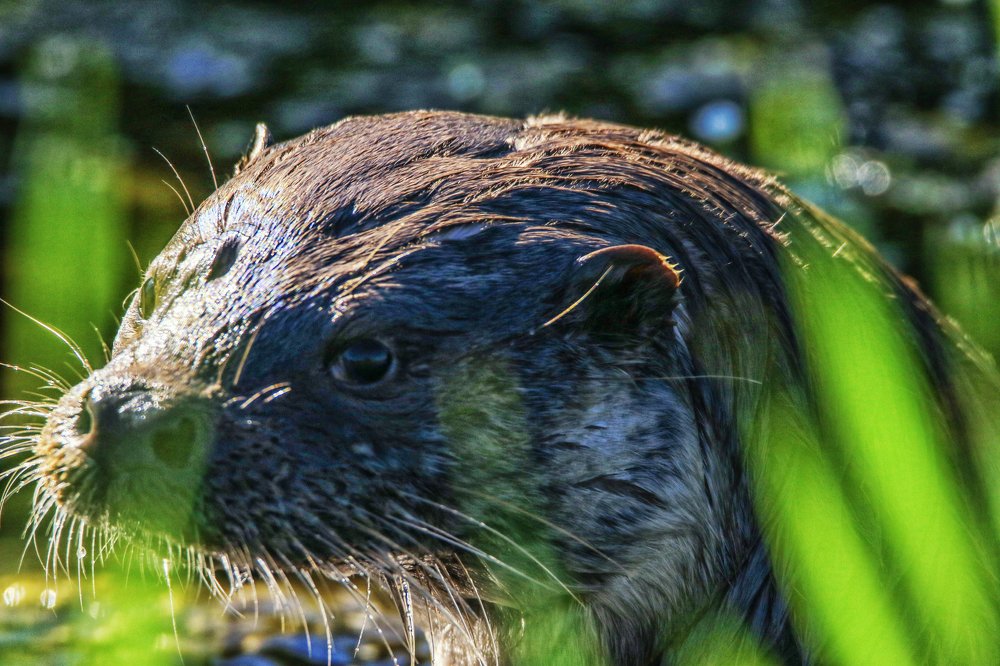 Речная выдра