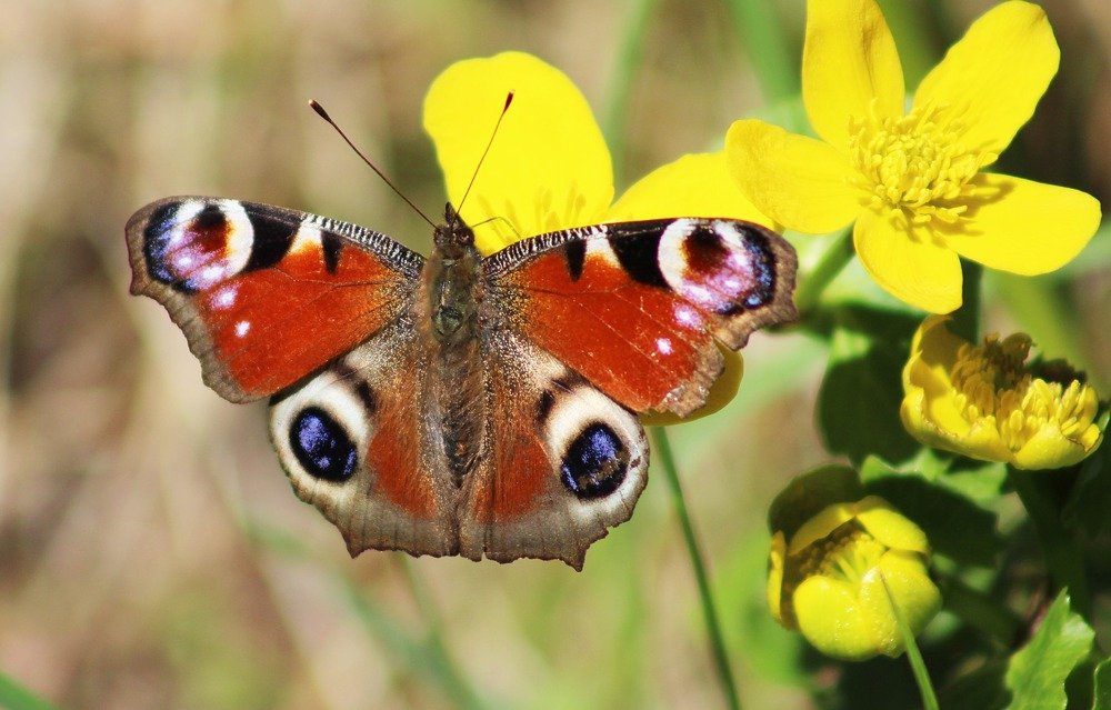 Павлиний глаз