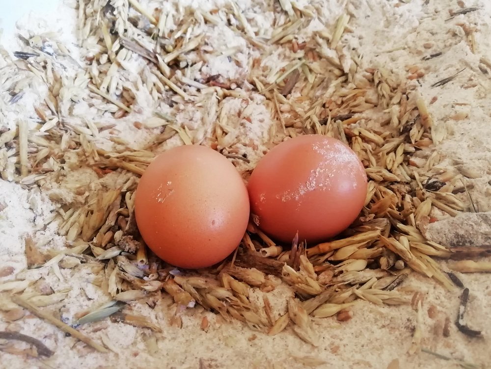 Photo #4272123