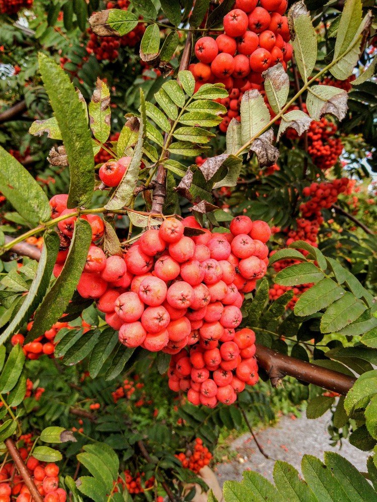 Photograph by Марина Чусова