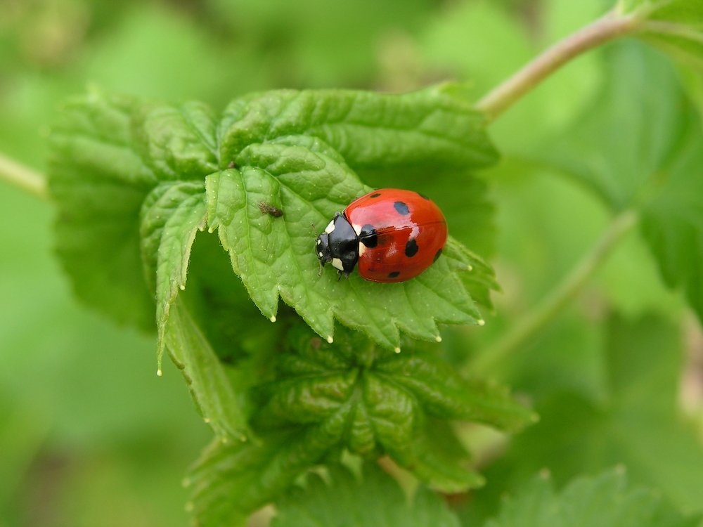 Photograph by Людмила Крышковец
