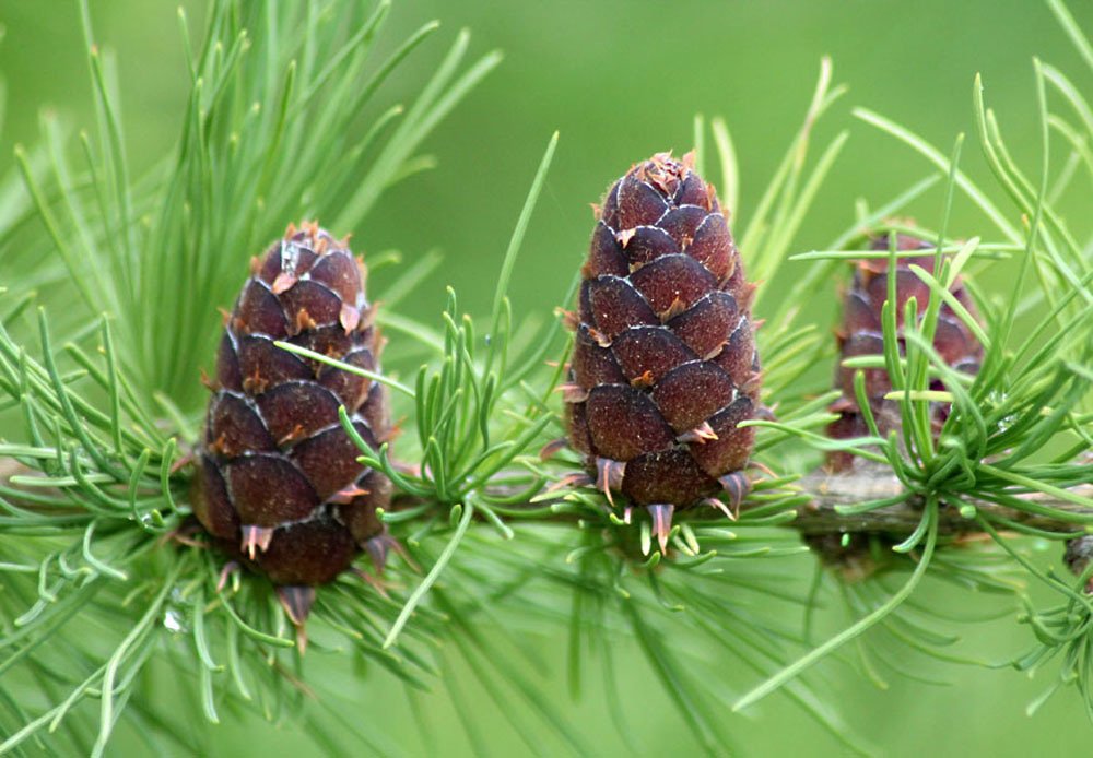 Photograph by Людмила Крышковец