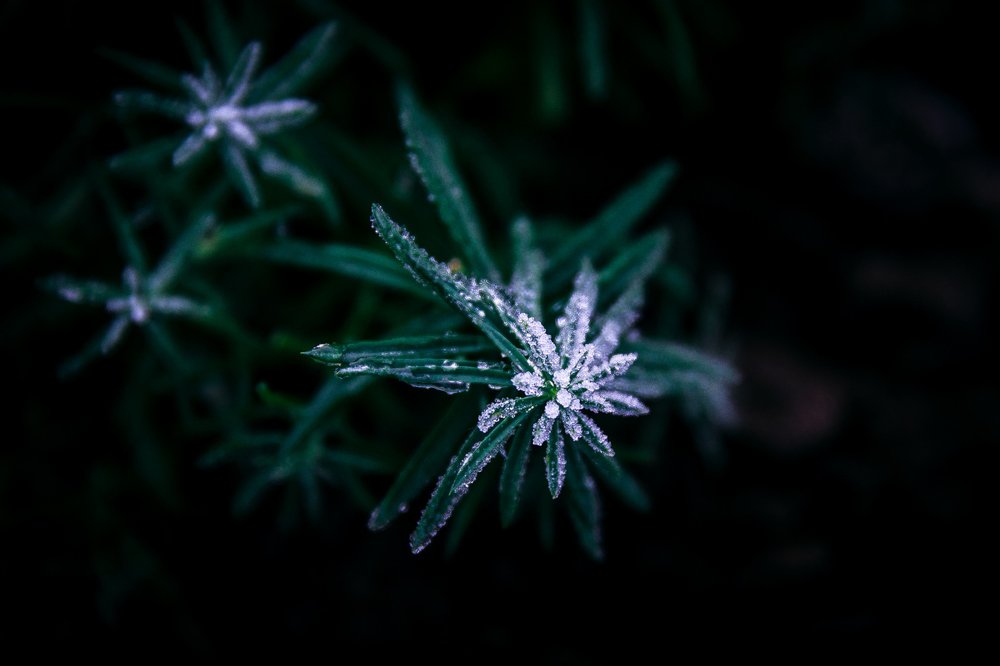 Photograph by Делана Романова