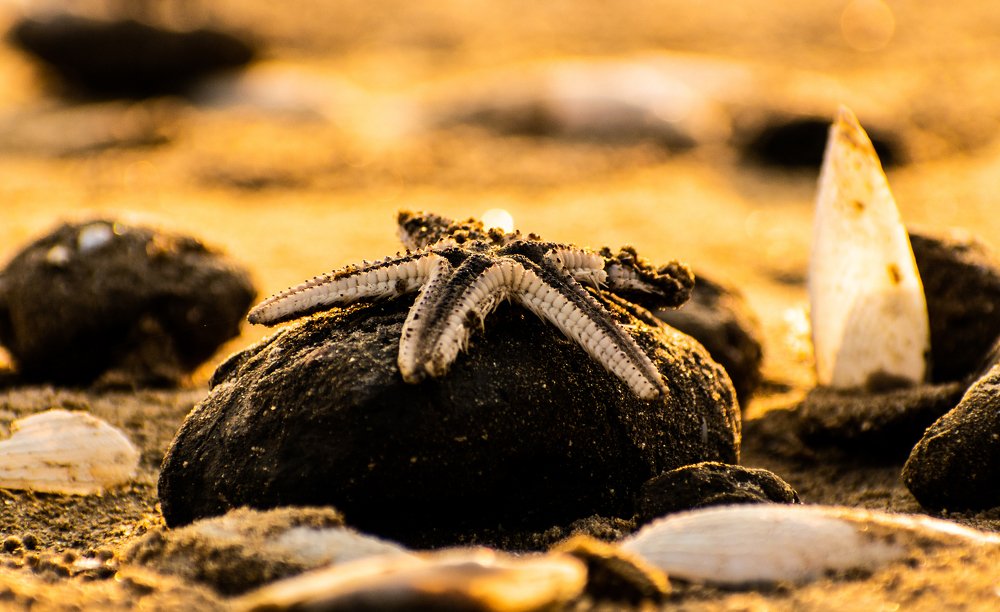 Photograph by Shubhomoy Paul