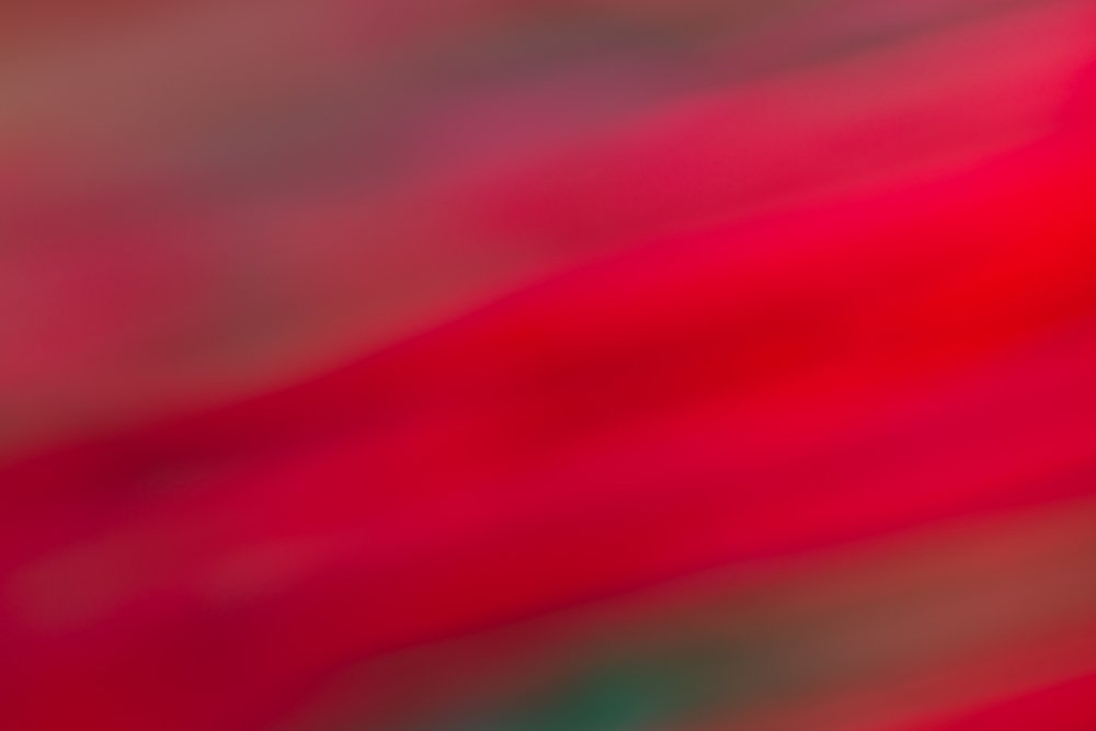 Photograph by Bart Demyttenaere