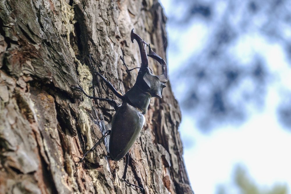 Из жизни жука..