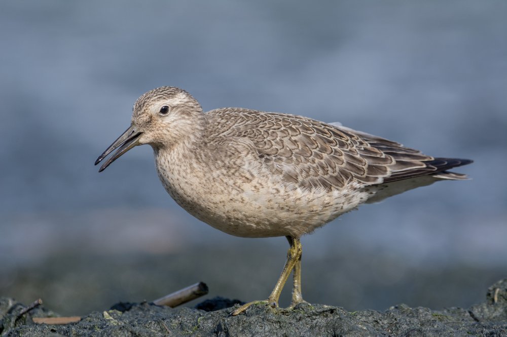 Фотография автора Татьяна Ливеровская