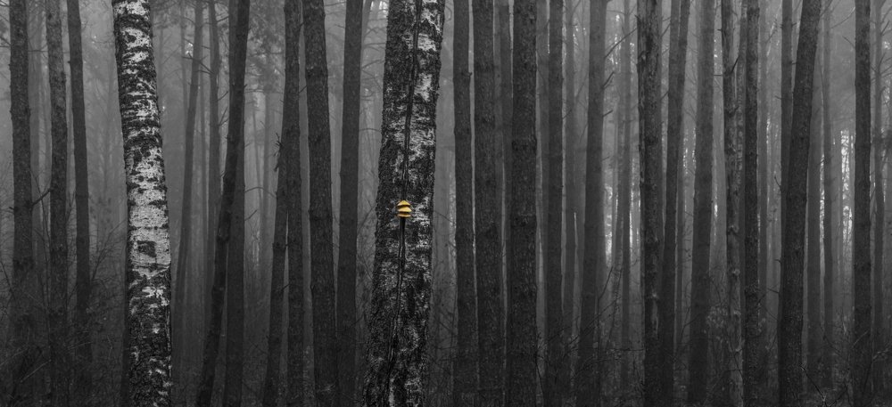 Photograph by Алексей Будник