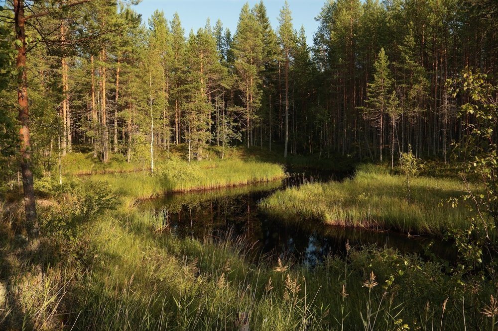 Речка в сосновом бору.