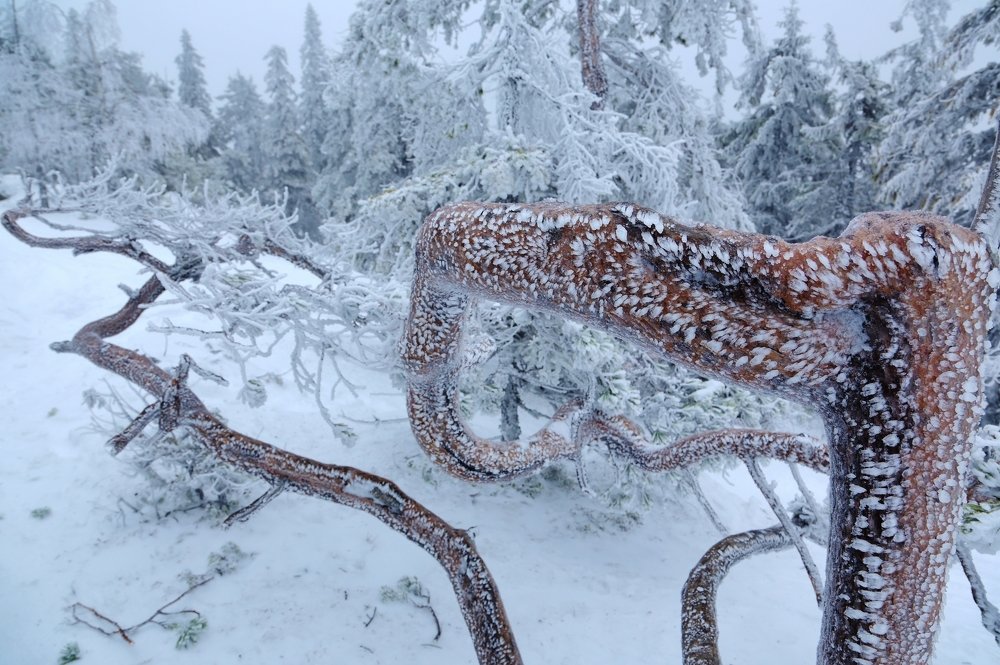 Сосновый осьминог.