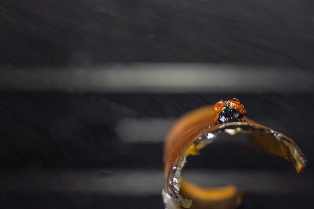 Photograph by Екатерина Хохлова