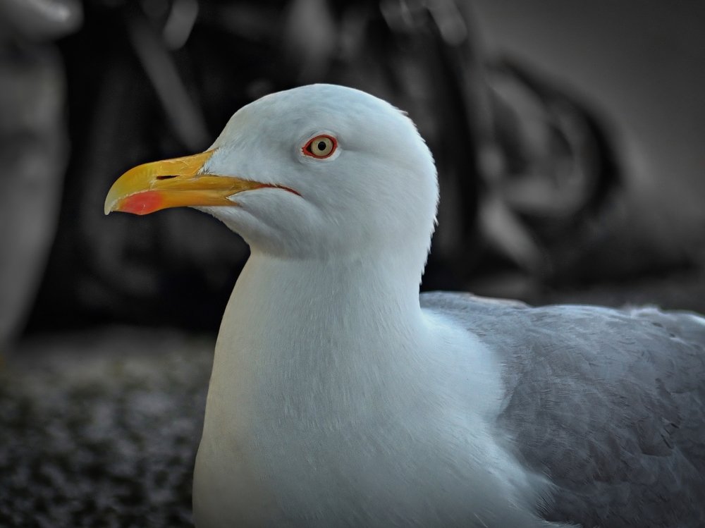 Seagull