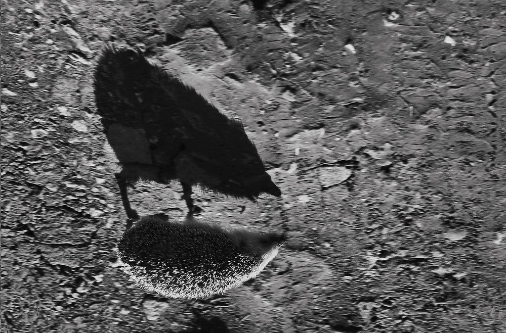 Тень и её ёж