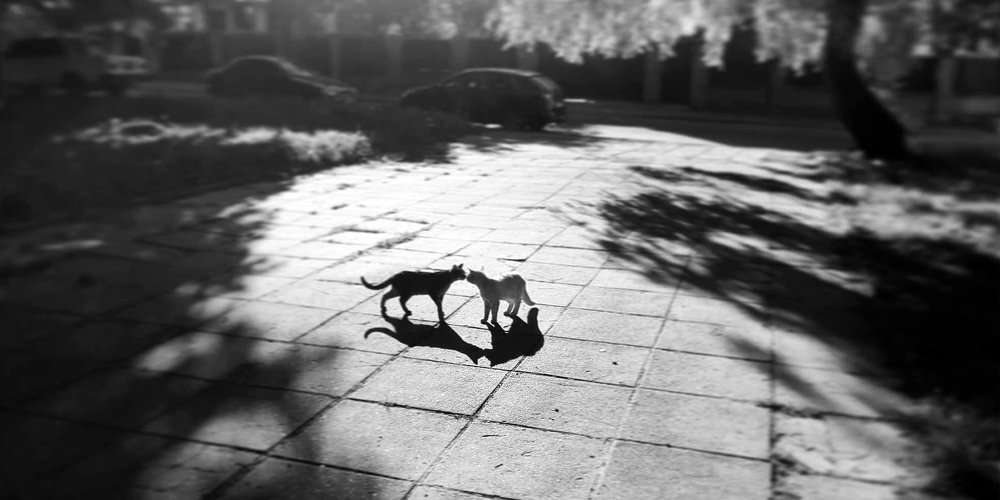 Утренняя встреча.