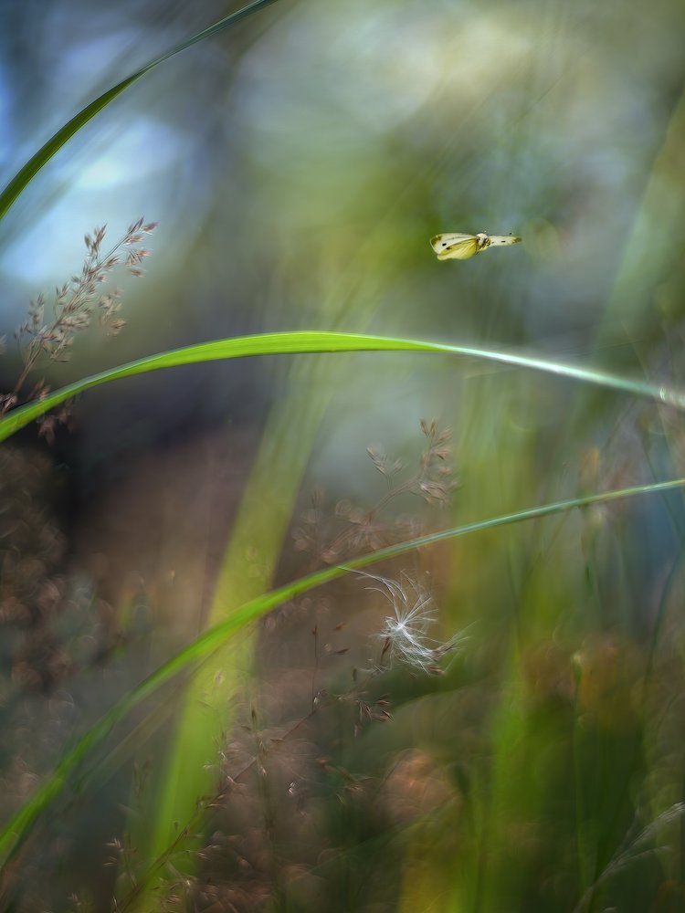 Пушинка и мотылёк