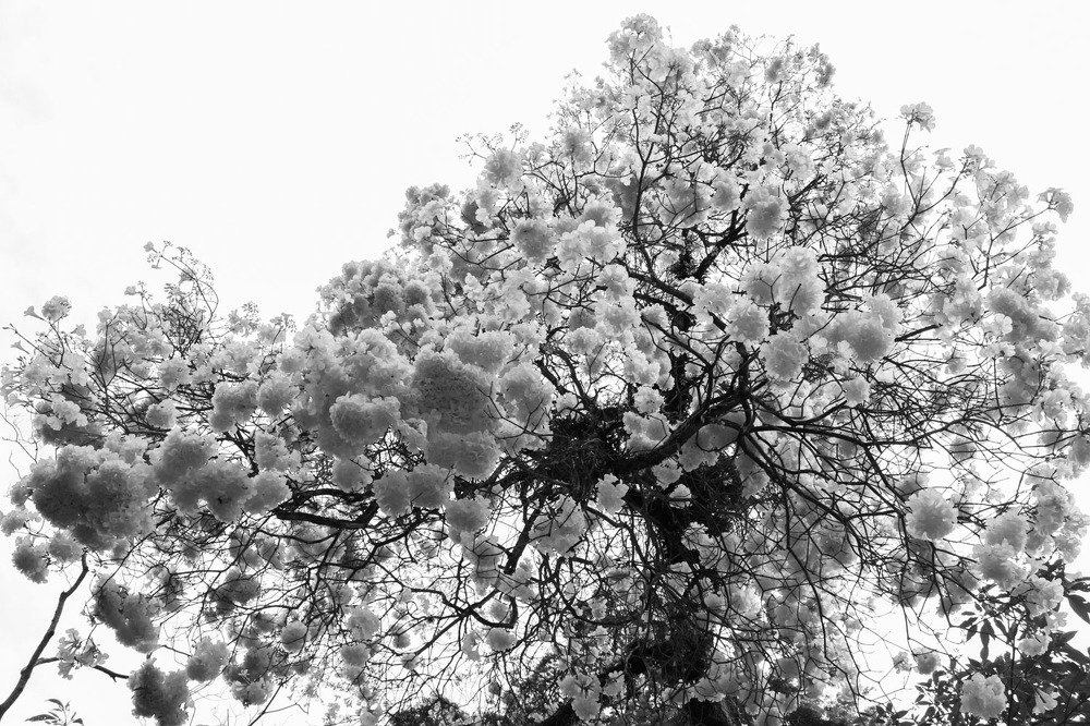 Photograph by Lucimara Rodrigues