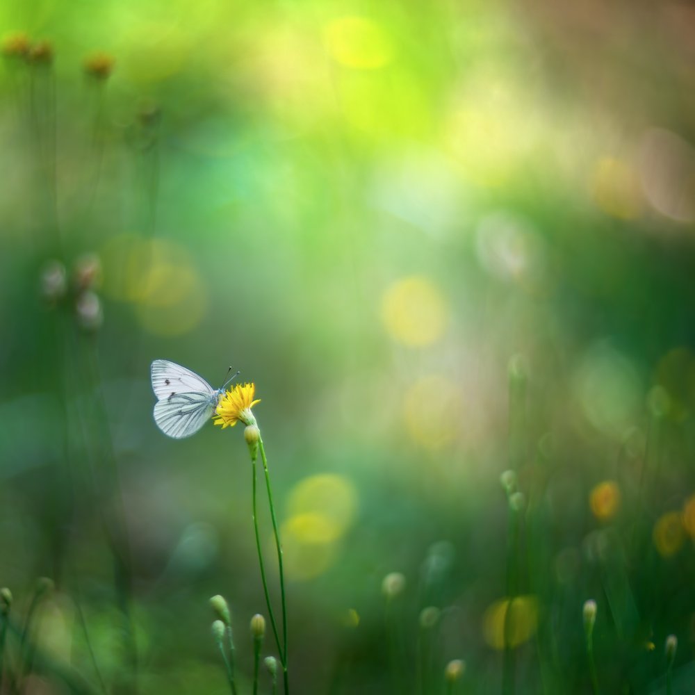 О прекрасном -шепотом