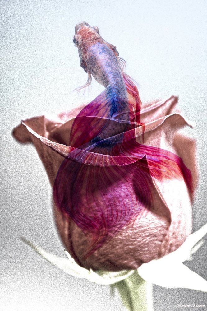 Photograph by Chantale Rivard