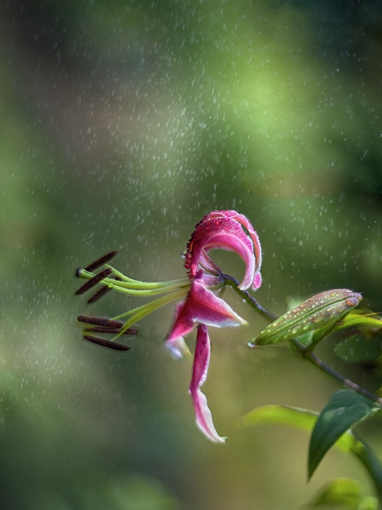 Под летним дождиком