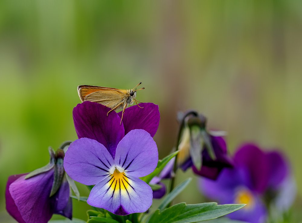 Анютины глазки