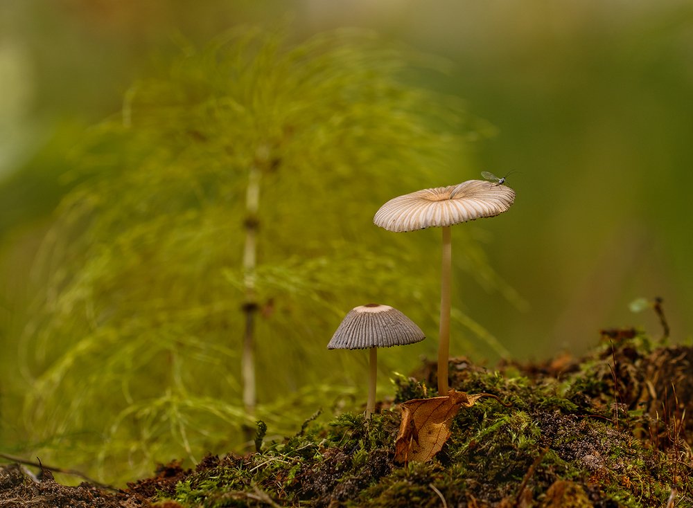 Лесная жизнь