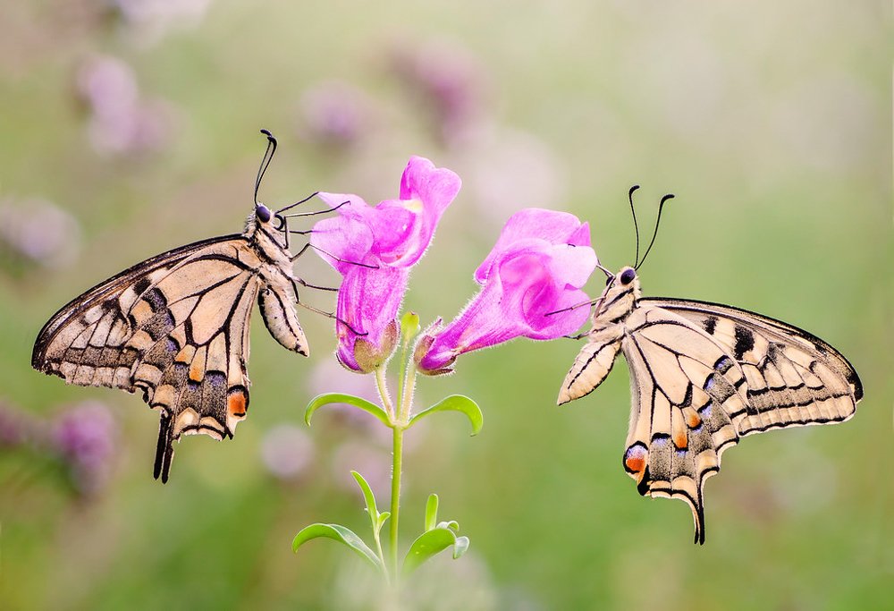 Photograph by Raul Granados varas