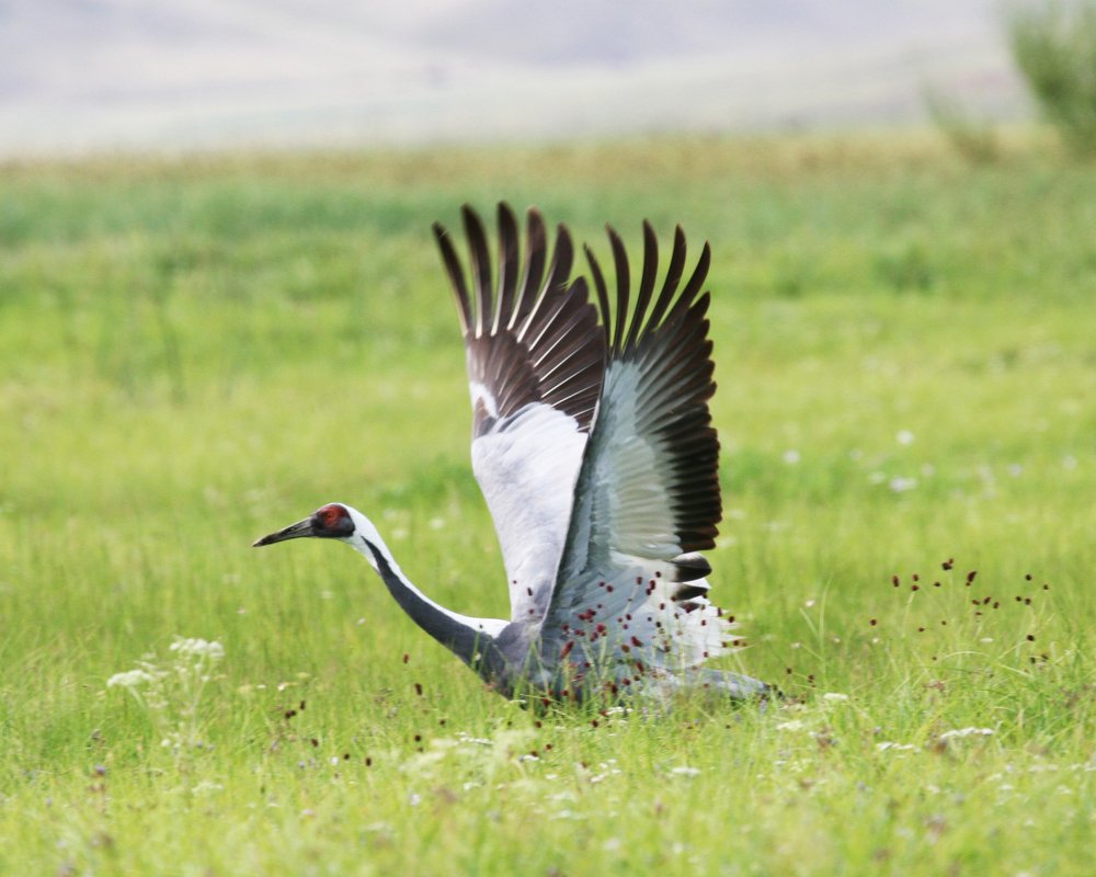 Photograph by Tugsbayar Shagdarsuren