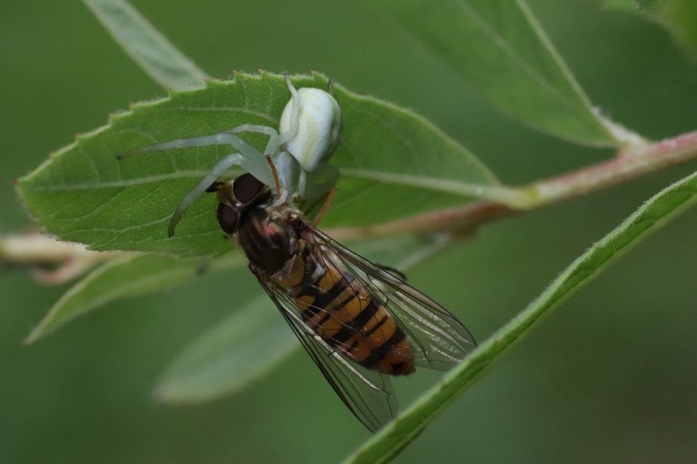 Приятного аппетита