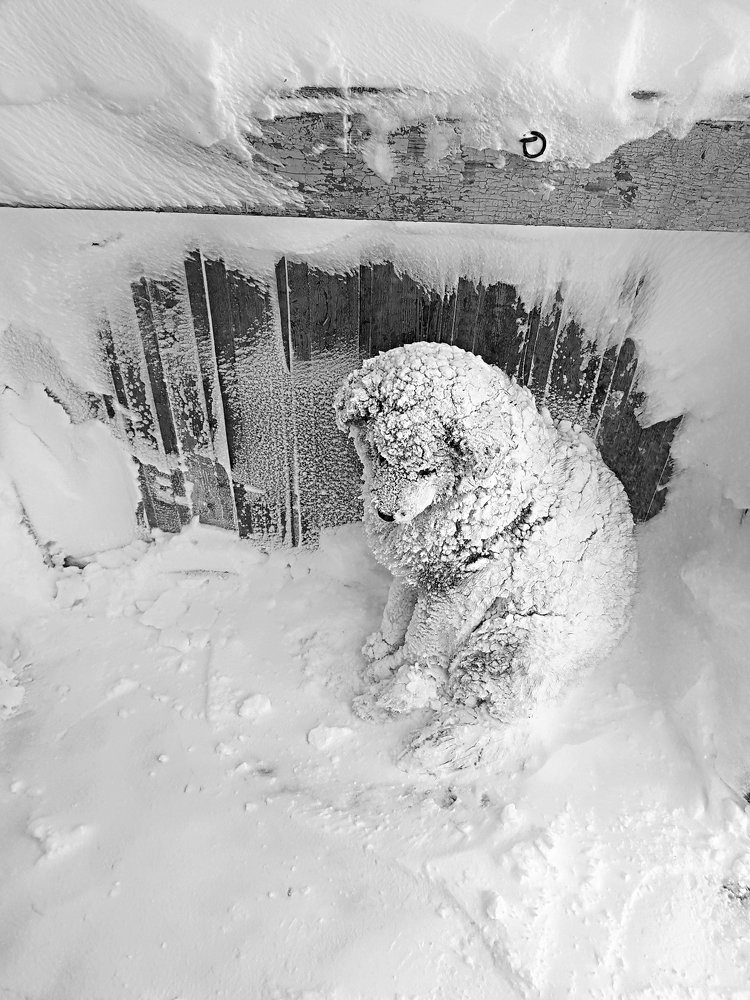 Щенок проснулся после долгой пурги