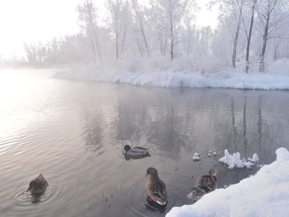 Утро снежного дня