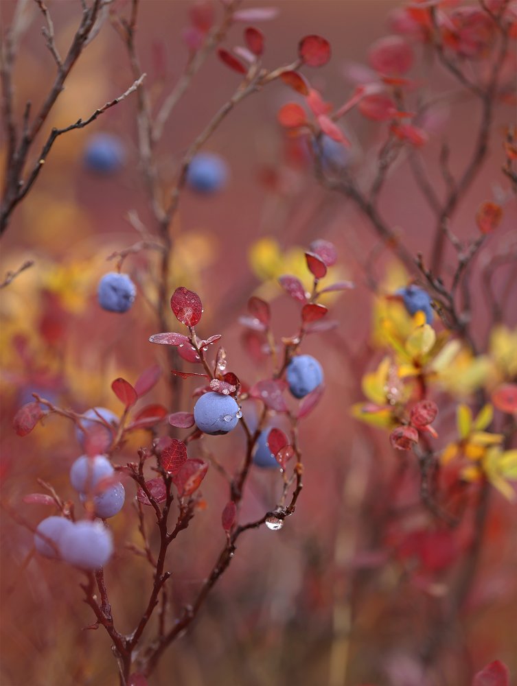 Photograph by Евгения Левина