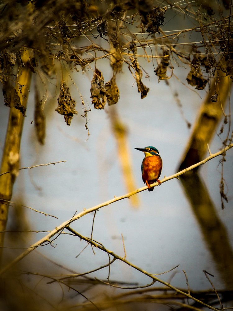 Photograph by joy mondal