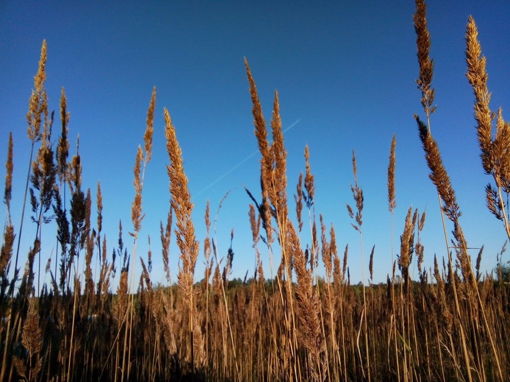 Photo #4274779