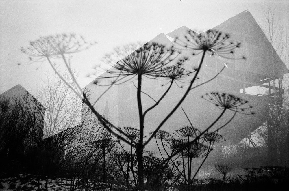 Hogweed