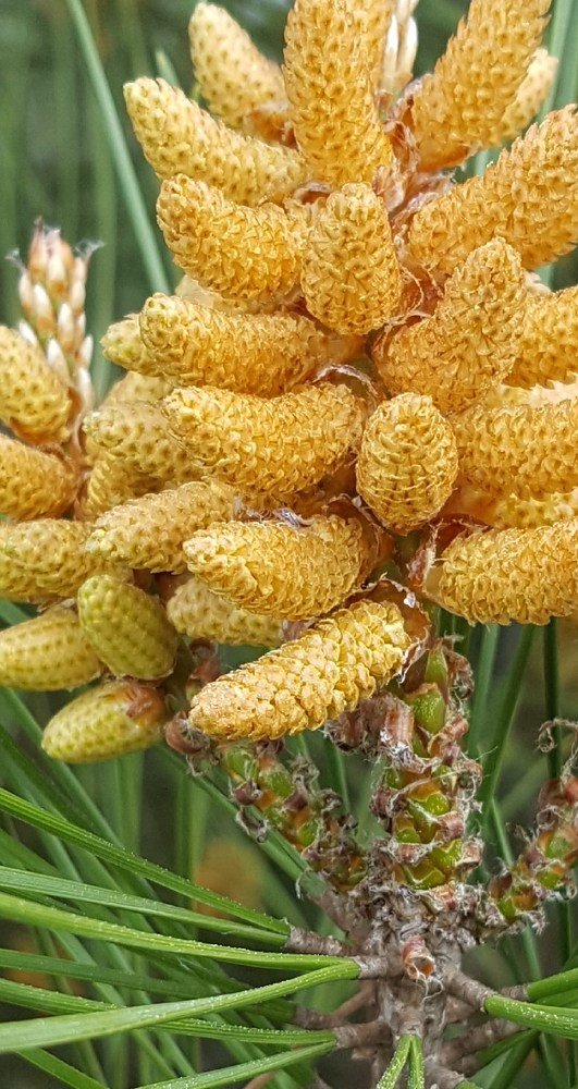 В погоне за пыльцой