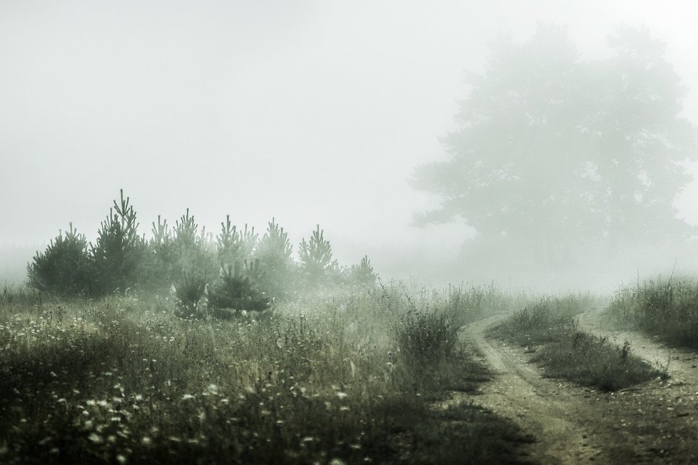 Утро. Август. Туман.