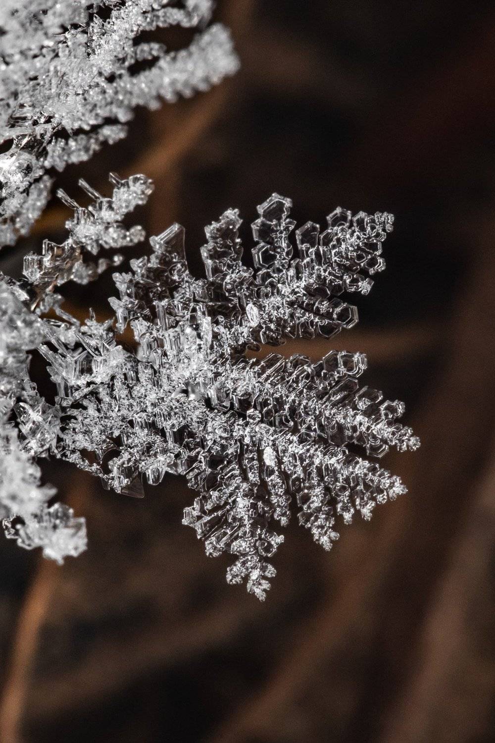 Сердце зимы