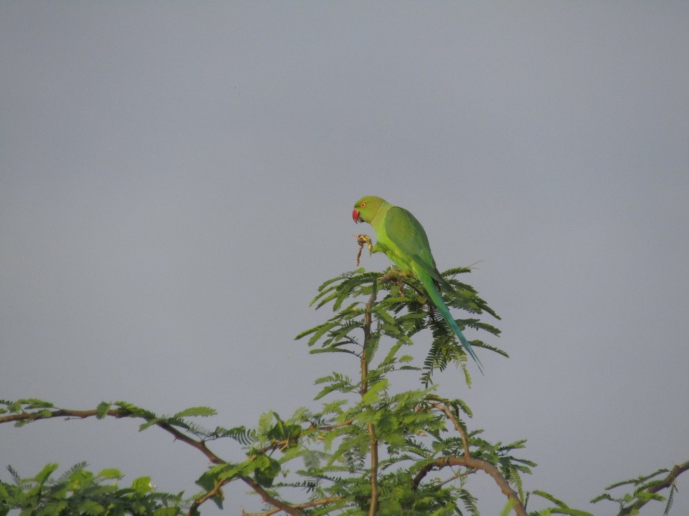 The parrot in the happiness of eating