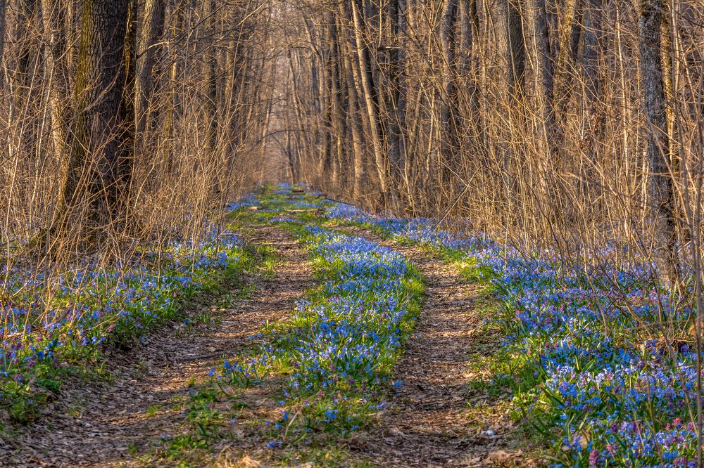Дорога в сказку