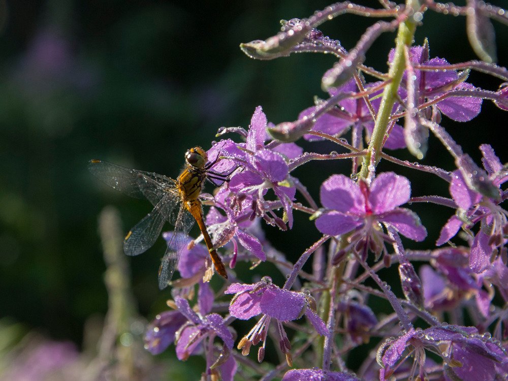 Photograph by Алексей Крукович