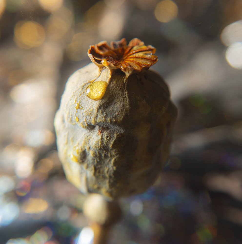 Photograph by Зайцева Катерина