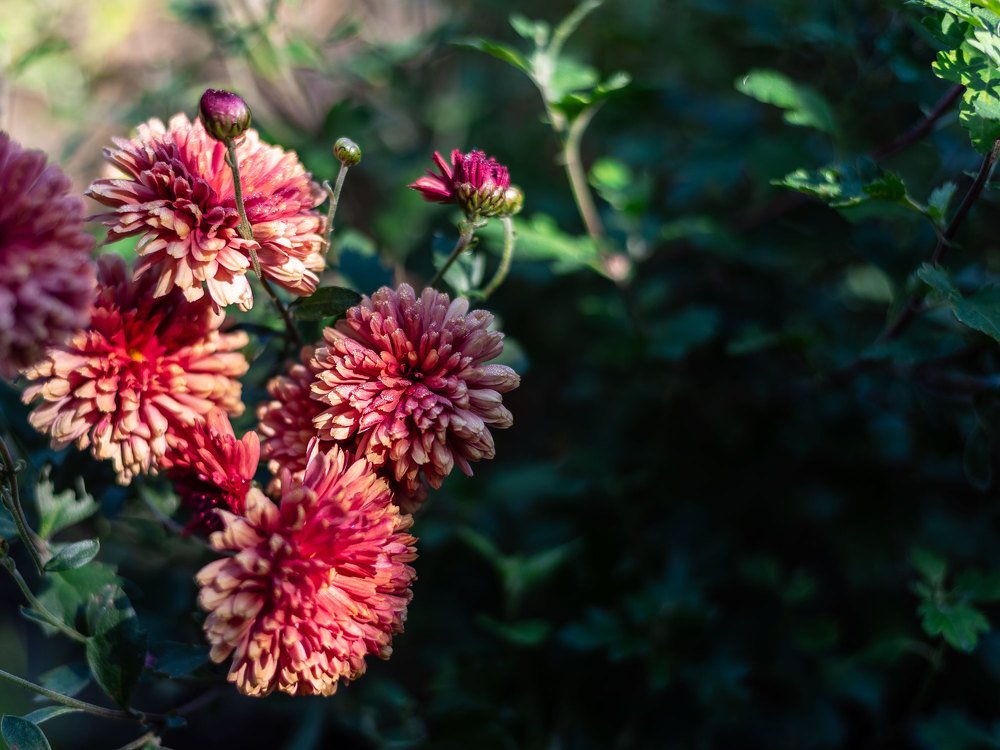 Photograph by Ольга Ляхова